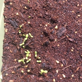 プランターの春菊を間引きしました ズボラ主婦の花と家庭菜園