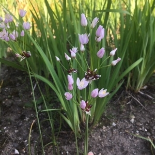 ブローディアの花と草むしり ズボラ主婦の花と家庭菜園