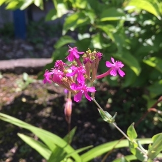 花魁草 おいらんそう の花と育て方 ズボラ主婦の花と家庭菜園