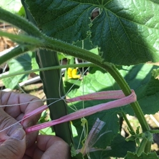 きゅうりの誘引とネットの高さ ズボラ主婦の花と家庭菜園