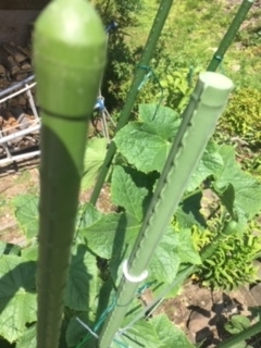 きゅうりの誘引とネットの高さ ズボラ主婦の花と家庭菜園