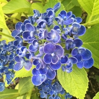 ロイヤリティフリーオリヅルラン 花 紫 すべての美しい花の画像