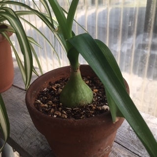 玉ねぎのような植物 オーニソガラム コーダツム ズボラ主婦の花と家庭菜園