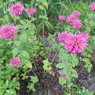 f:id:ohanayasai:20190806181004j:plain f:id:ohanayasai:20190806181004j:plain