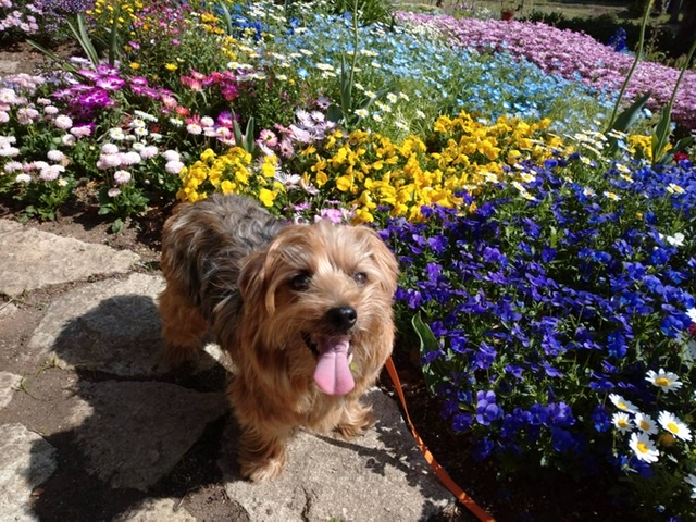 わんことお出かけ記録 東海エリア