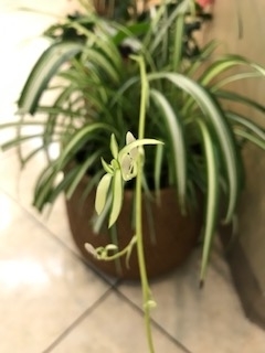 f:id:ohashiclinic:20201221184416j:plain