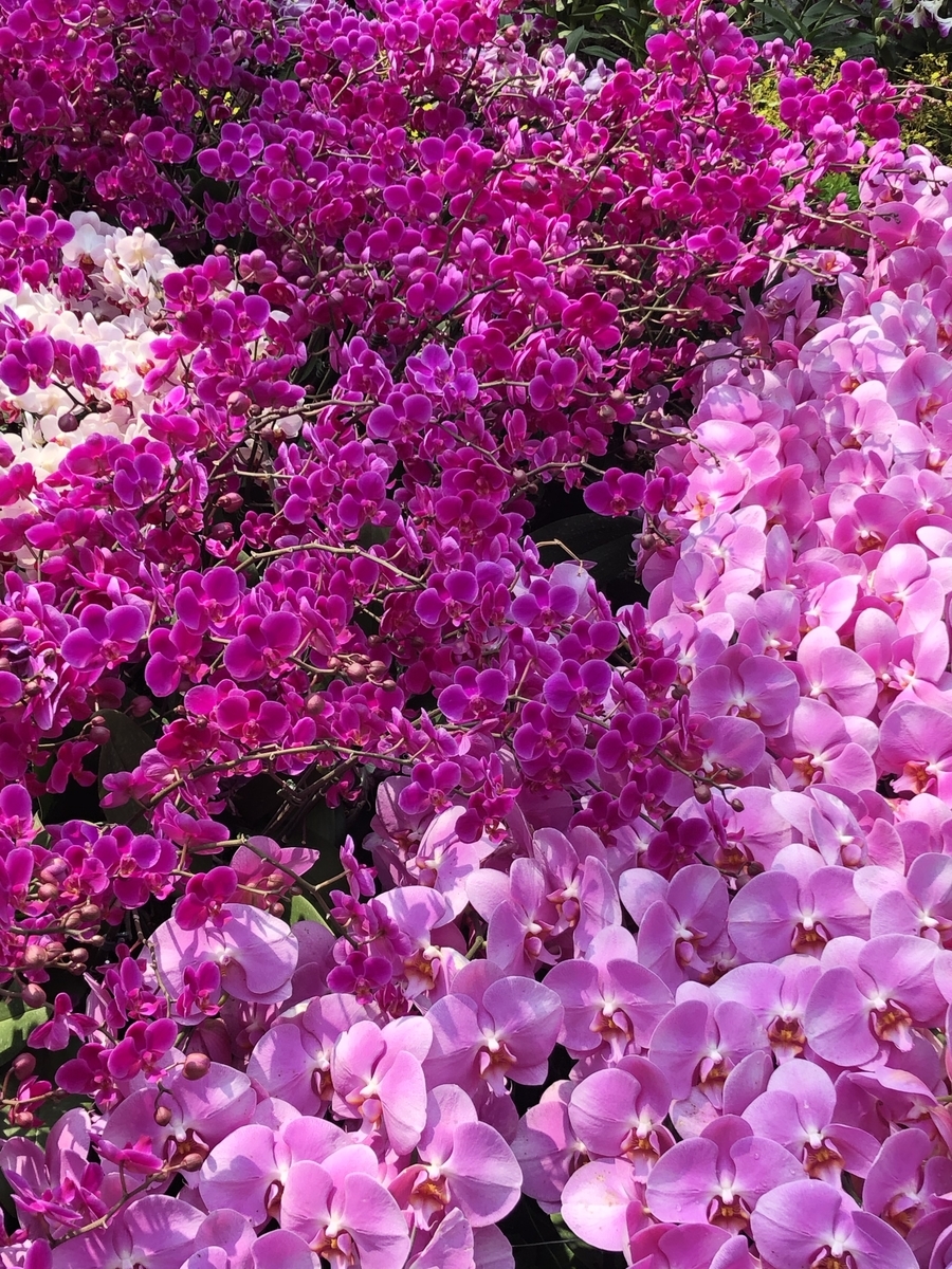 f:id:ohayoubanana:20190909204904j:plain f:id:ohayoubanana:20190909204904j:plain