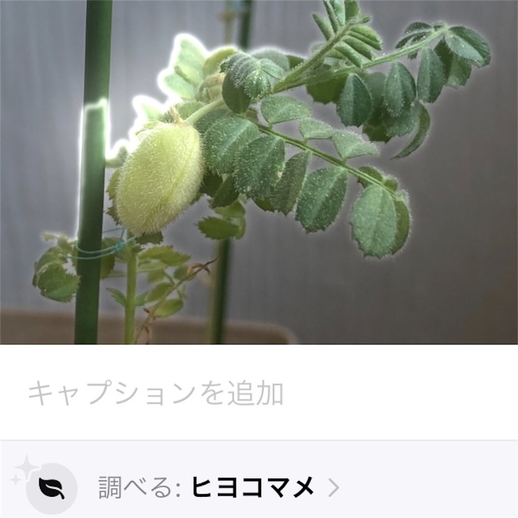 f:id:ohayoukazuki:20240706085455j:image