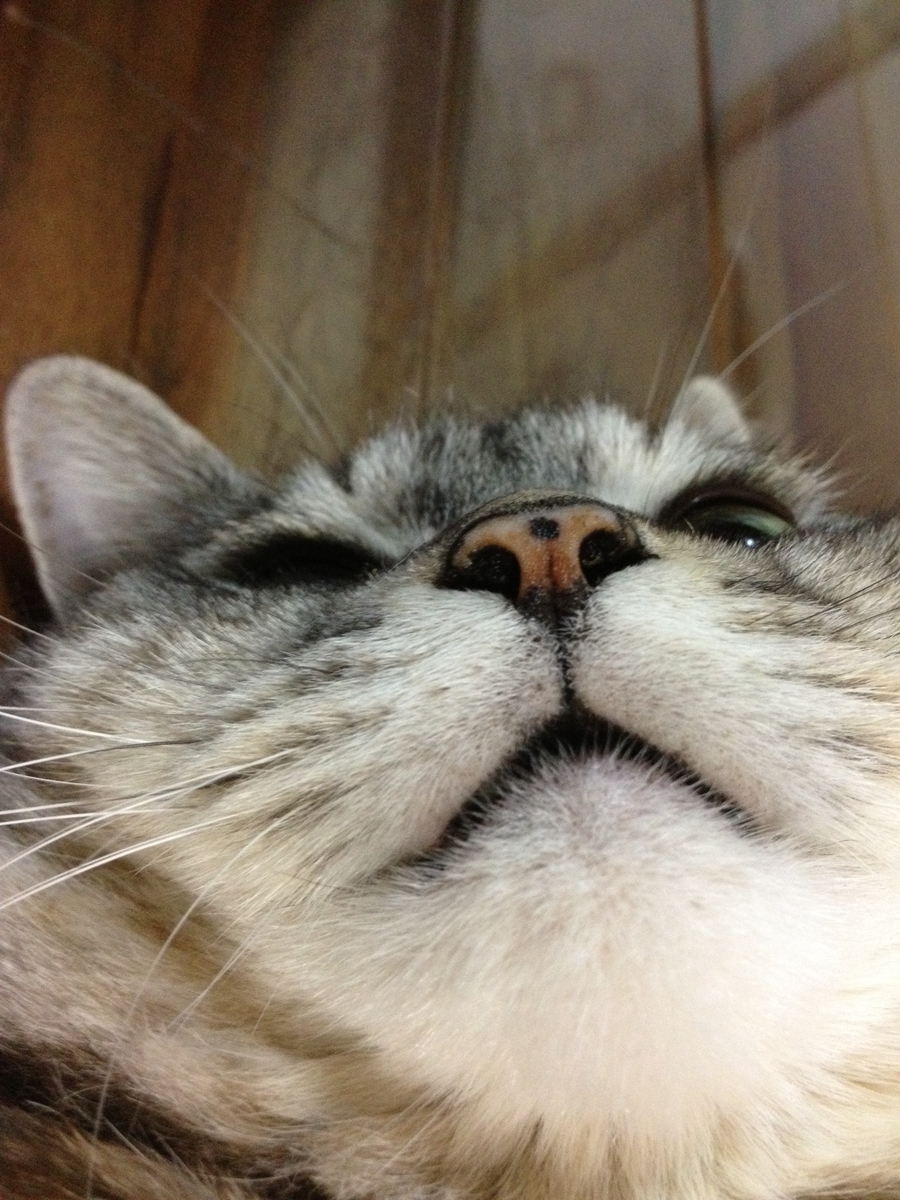 f:id:ohbarye:20191112211823j:plain