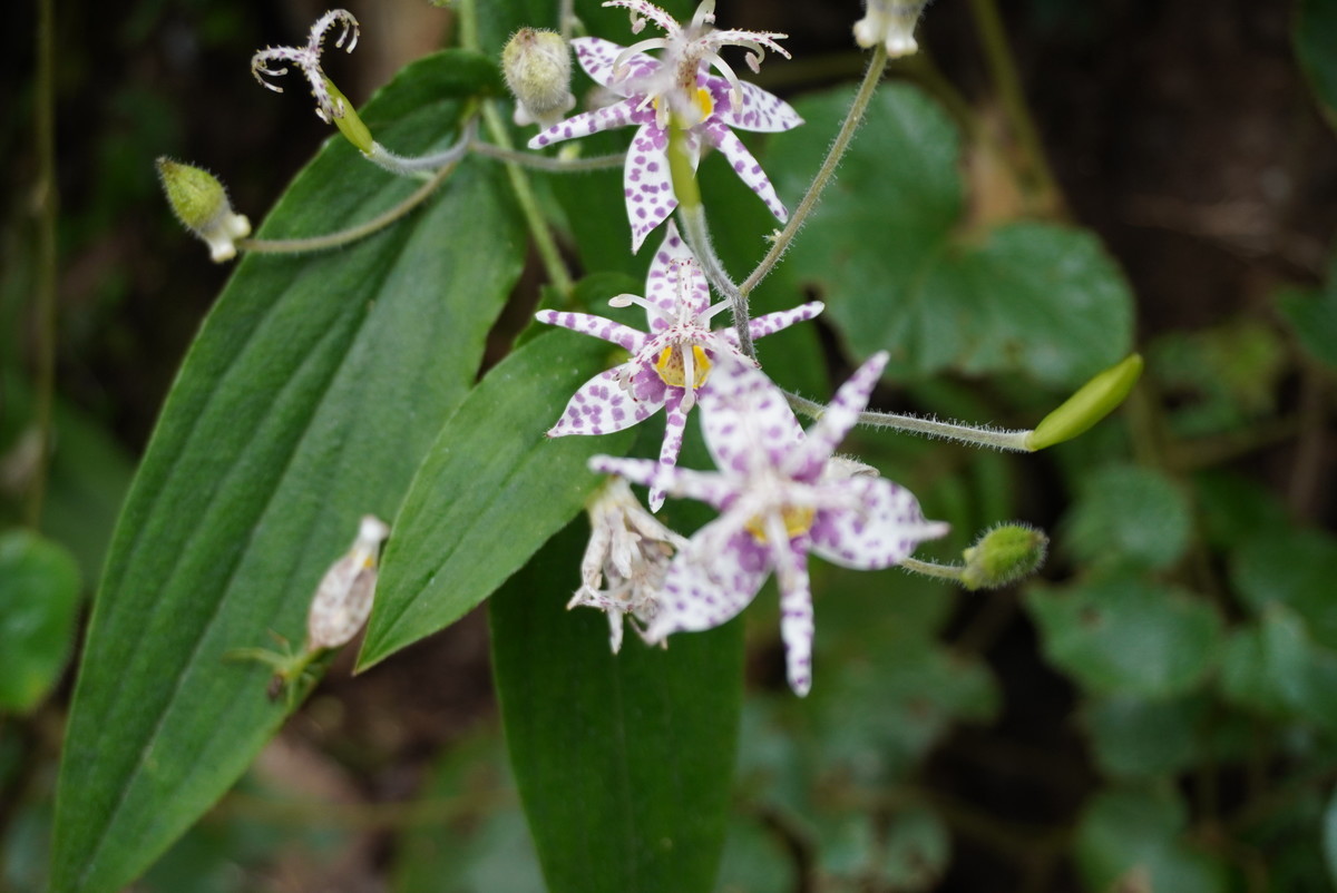 f:id:ohdebara:20201003120954j:plain