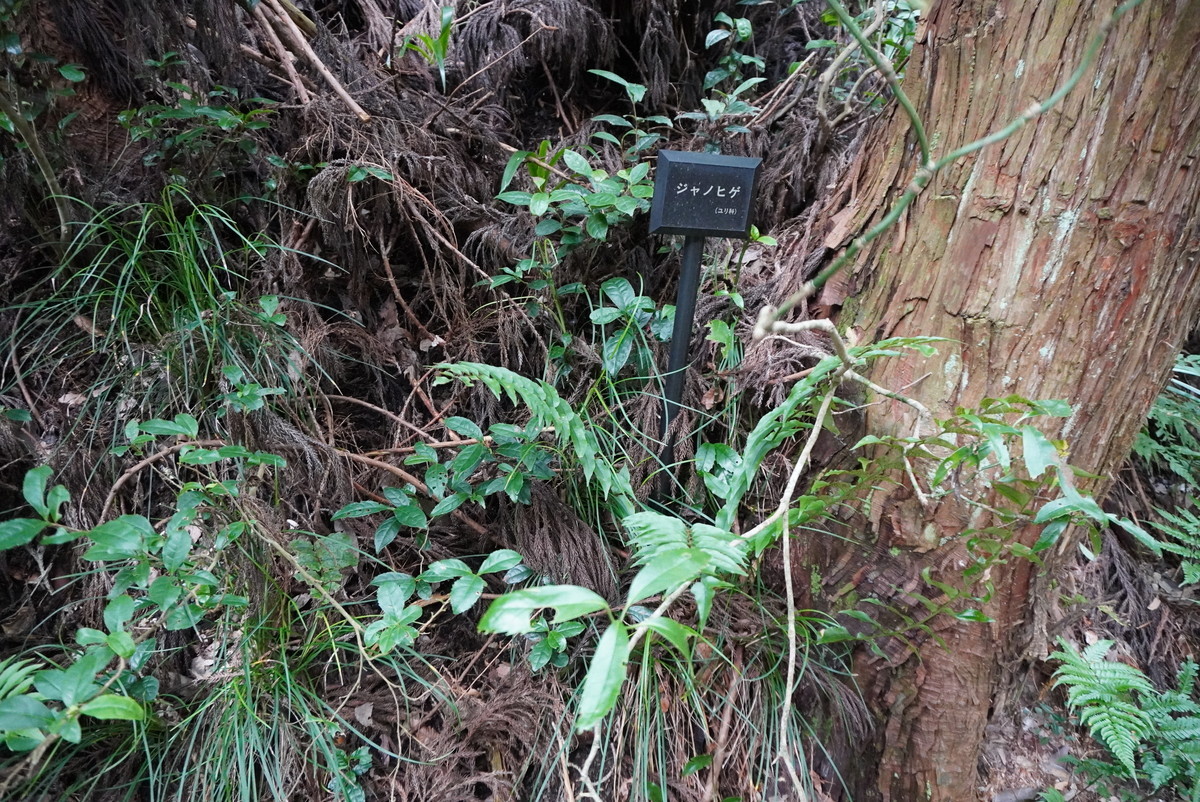 f:id:ohdebara:20201003121140j:plain