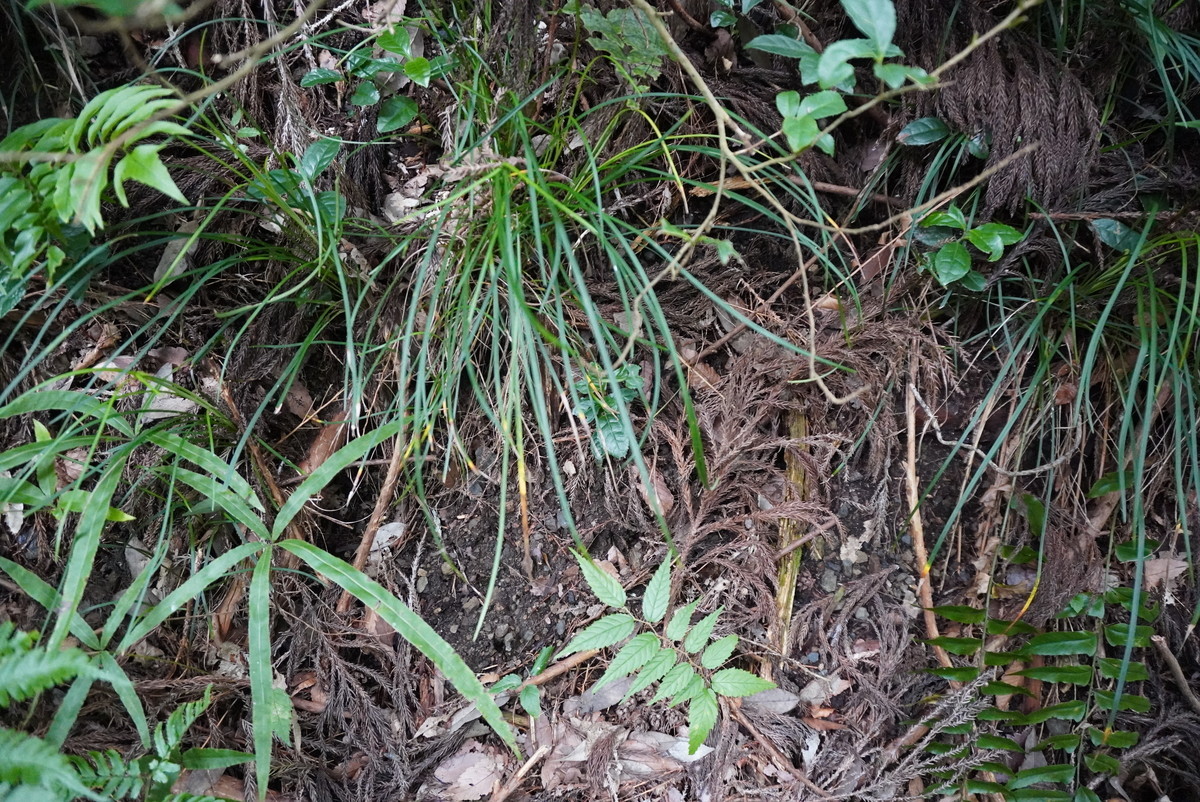 f:id:ohdebara:20201003121145j:plain