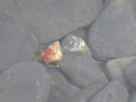 f:id:ohdorii:20140812134812j:image:h200