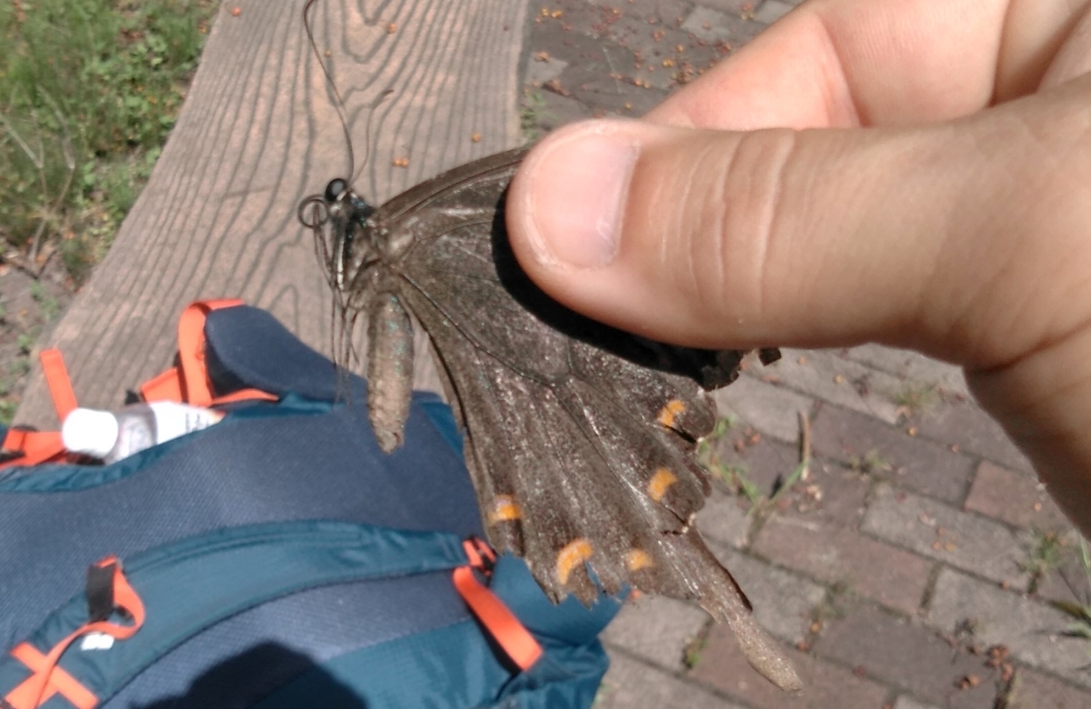 f:id:ohenrotsugaru:20200912132451j:plain f:id:ohenrotsugaru:20200912132451j:plain