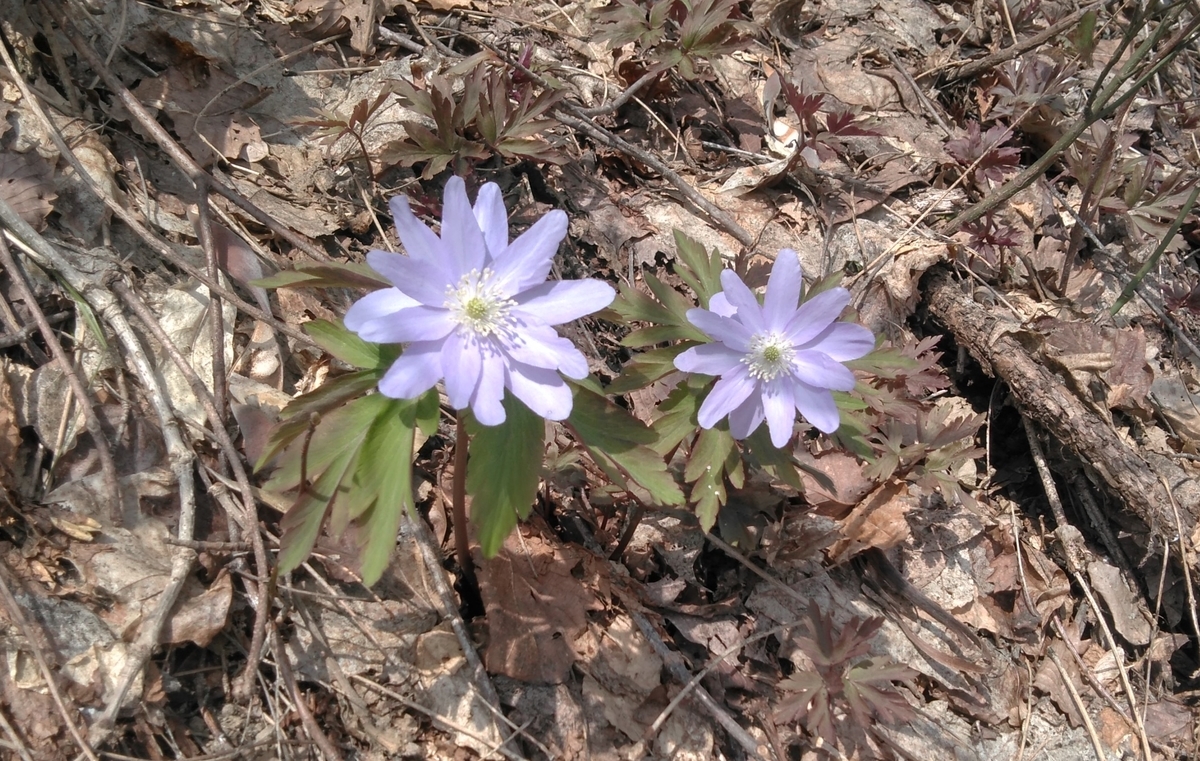 f:id:ohenrotsugaru:20210411214709j:plain