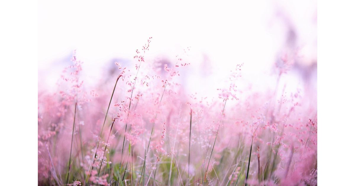 f:id:ohgasso-MOSS-AT-TOES:20210626100245p:plain