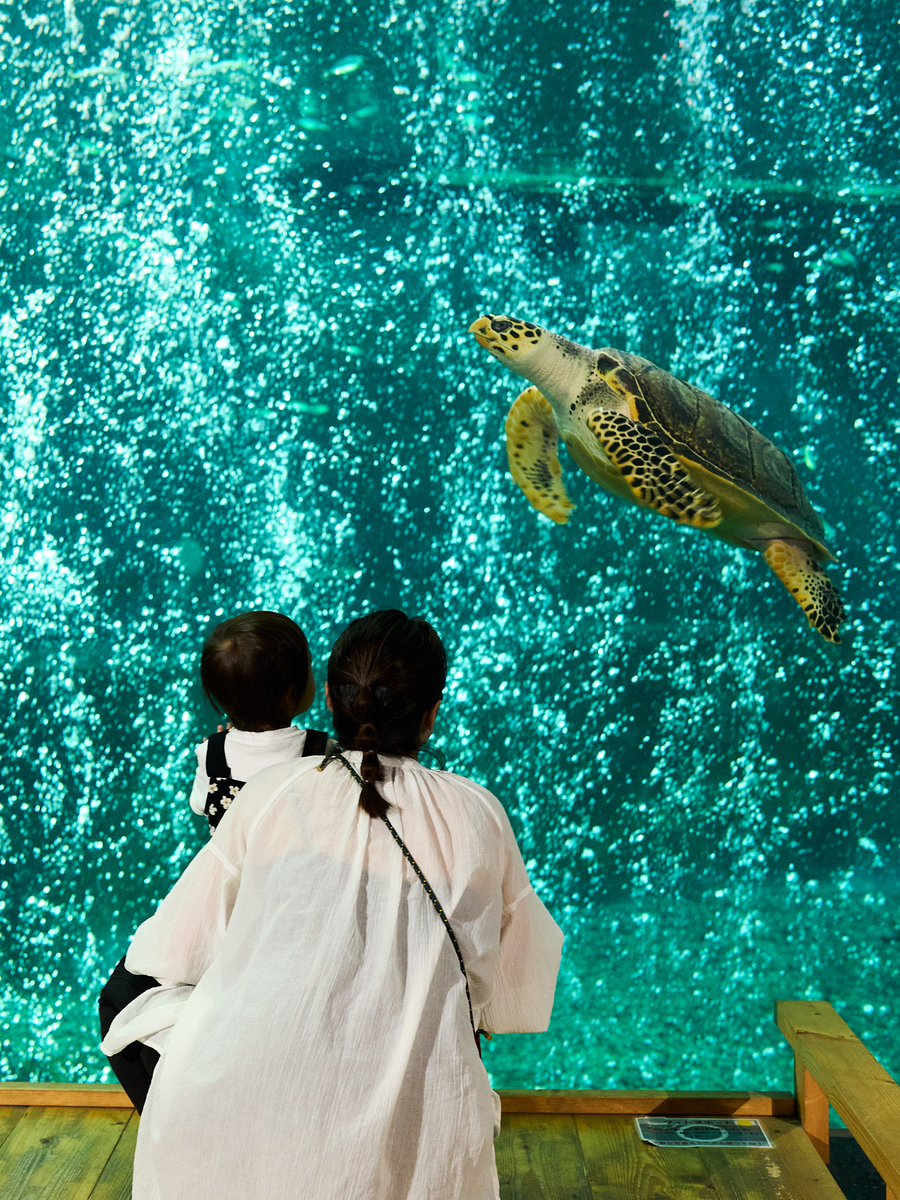 お孫ちゃんと南知多ビーチランドへ - 気ままな日常