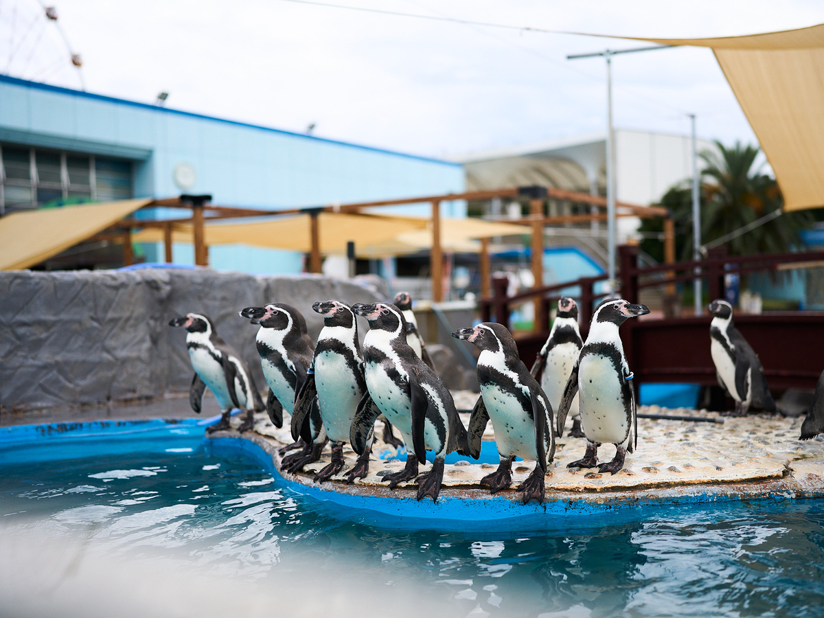 名古屋港水族館　南知多ビーチランド　スピードくじ　特賞　激レア 名古屋港水族館 南知多ビーチランド スピードくじ 特賞 激レア 【公式
