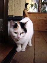 f:id:ohirune-manbou:20060129212356j:image