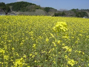 f:id:ohirune-manbou:20060416215701j:image
