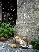 f:id:ohirune-manbou:20060606222614j:image