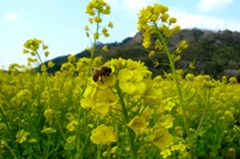 f:id:ohirune-manbou:20080302140654j:image