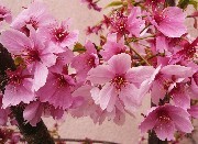 f:id:ohirune-manbou:20080406222848j:image