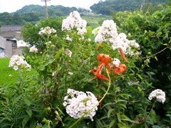 f:id:ohirune-manbou:20080721131332j:image