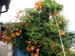 f:id:ohirune-manbou:20080721131342j:image