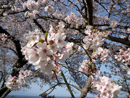 f:id:ohirune-manbou:20100403154644j:image f:id:ohirune-manbou:20100403154644j:image