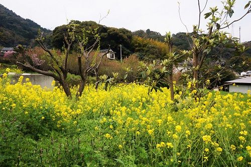 f:id:ohirune-manbou:20160320005006j:image