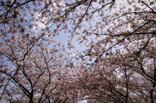 f:id:ohirune-manbou:20170416213430j:image f:id:ohirune-manbou:20170416213430j:image