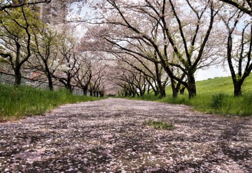 f:id:ohirune-manbou:20170416213914j:image f:id:ohirune-manbou:20170416213914j:image