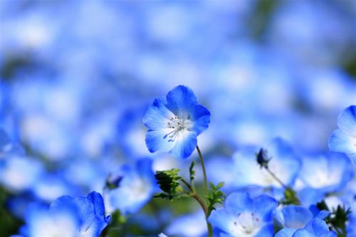 f:id:ohirune-manbou:20170430182957j:image f:id:ohirune-manbou:20170430182957j:image