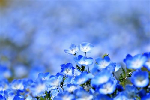 f:id:ohirune-manbou:20170430182958j:image f:id:ohirune-manbou:20170430182958j:image