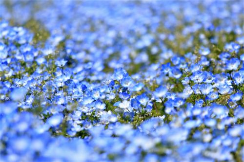 f:id:ohirune-manbou:20170430182959j:image f:id:ohirune-manbou:20170430182959j:image