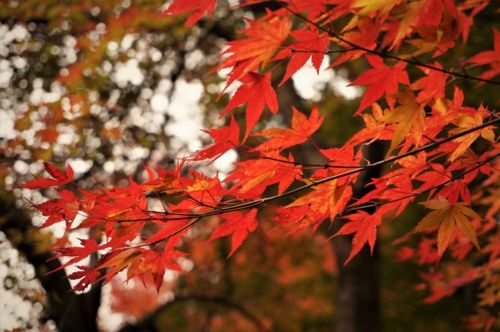 f:id:ohirune-manbou:20171129223836j:image f:id:ohirune-manbou:20171129223836j:image