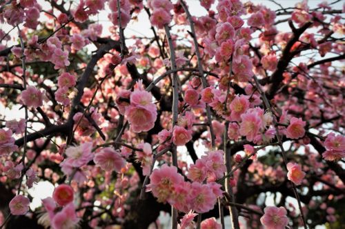 f:id:ohirune-manbou:20180302000135j:image f:id:ohirune-manbou:20180302000135j:image