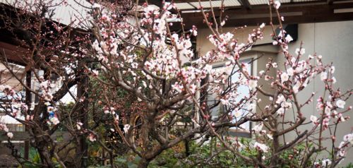 f:id:ohirune-manbou:20180302000136j:image f:id:ohirune-manbou:20180302000136j:image