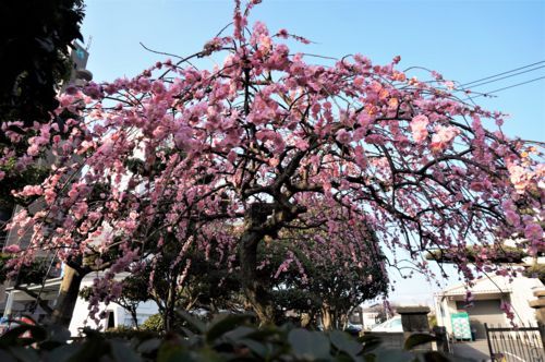 f:id:ohirune-manbou:20180302011030j:image f:id:ohirune-manbou:20180302011030j:image