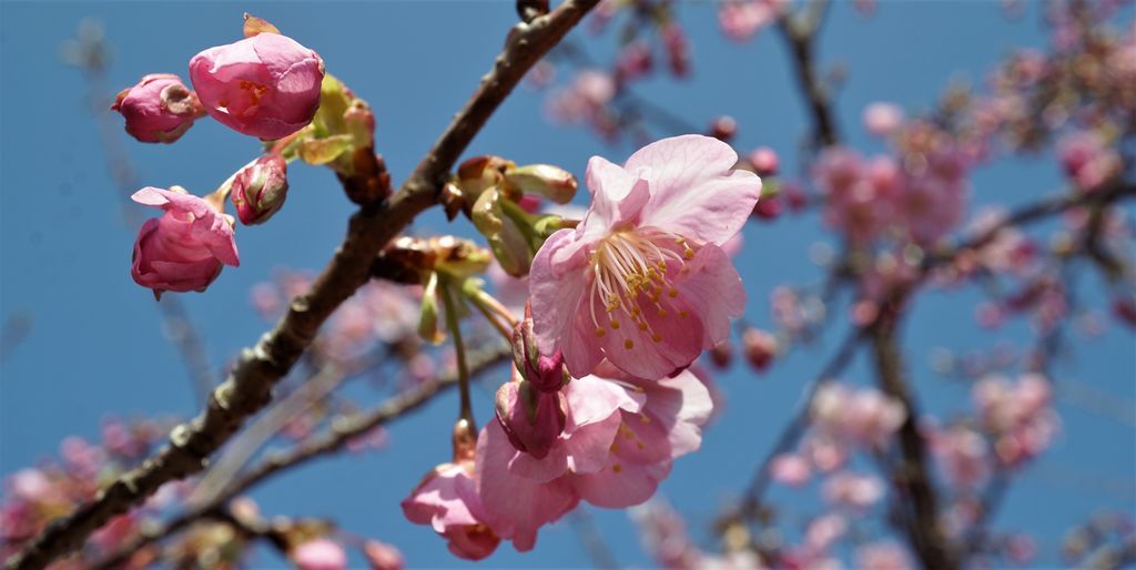 f:id:ohirune-manbou:20190213201132j:plain f:id:ohirune-manbou:20190213201132j:plain