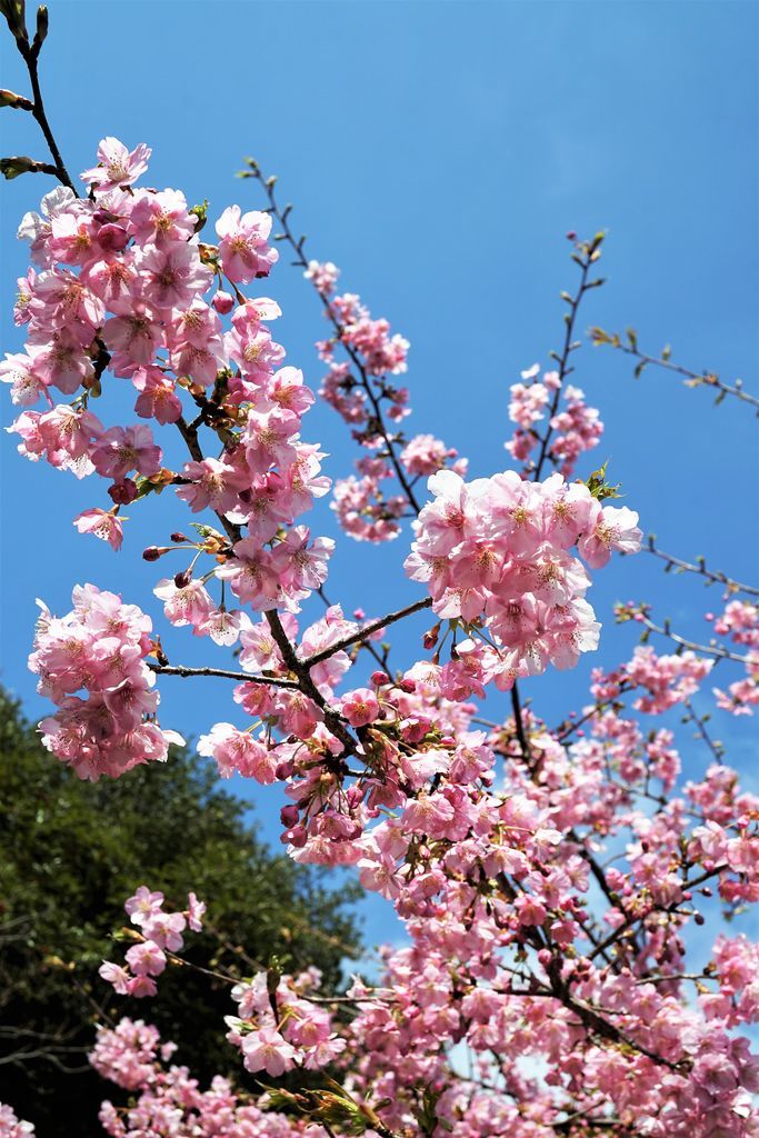 f:id:ohirune-manbou:20190213202136j:plain