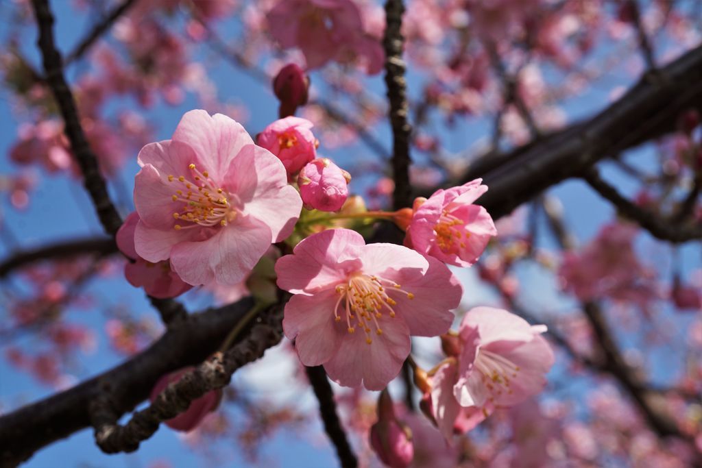 f:id:ohirune-manbou:20190213203630j:plain f:id:ohirune-manbou:20190213203630j:plain