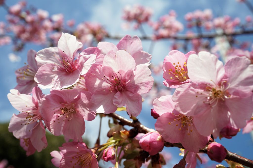f:id:ohirune-manbou:20190215115926j:plain