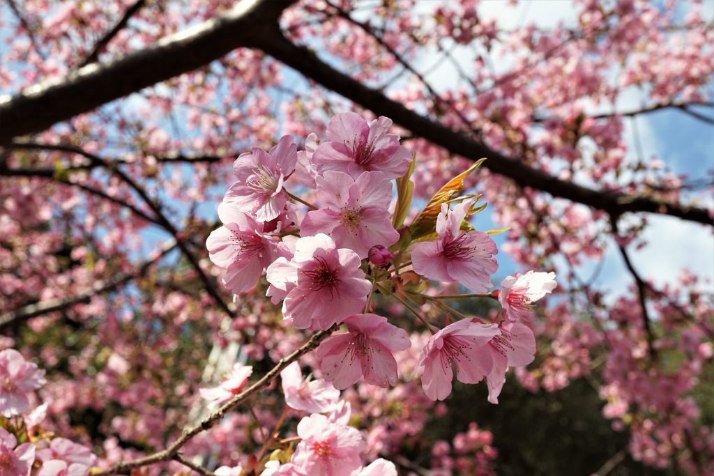 f:id:ohirune-manbou:20190215120004j:plain