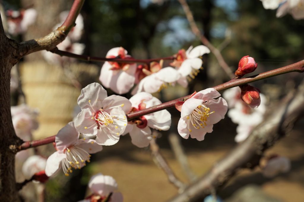 f:id:ohirune-manbou:20190218110518j:plain