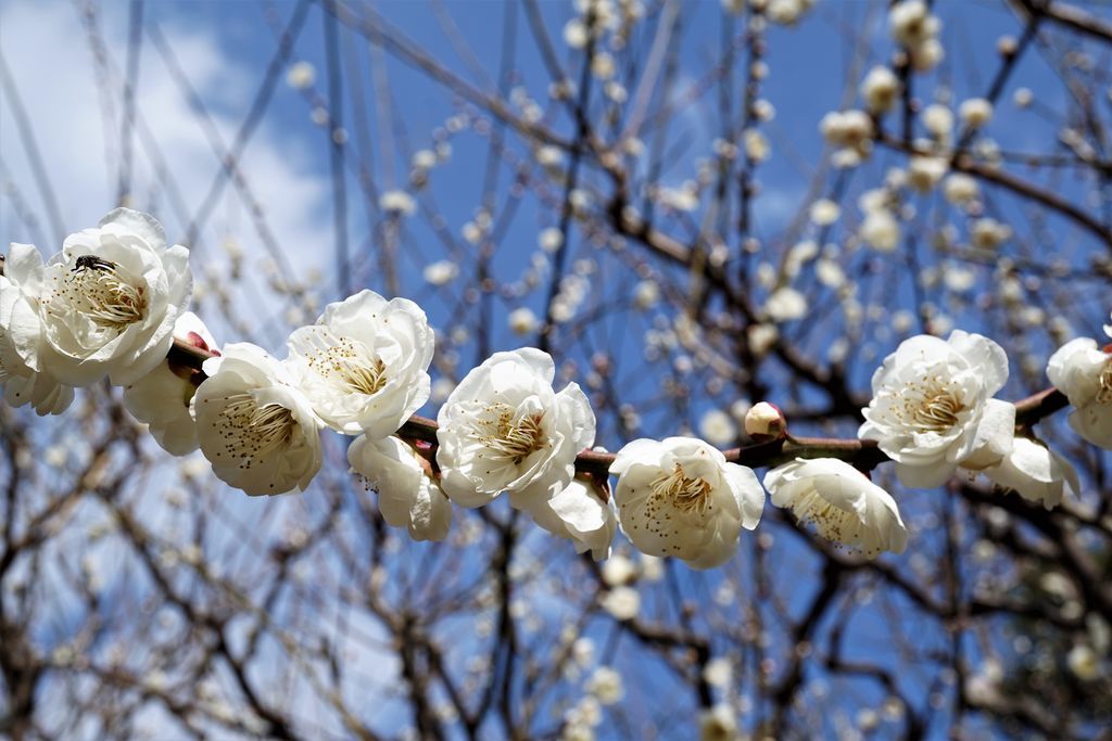 f:id:ohirune-manbou:20190218110605j:plain