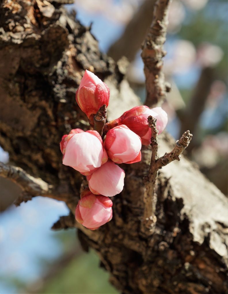 f:id:ohirune-manbou:20190218110708j:plain