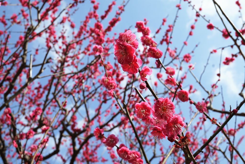 f:id:ohirune-manbou:20190218110750j:plain