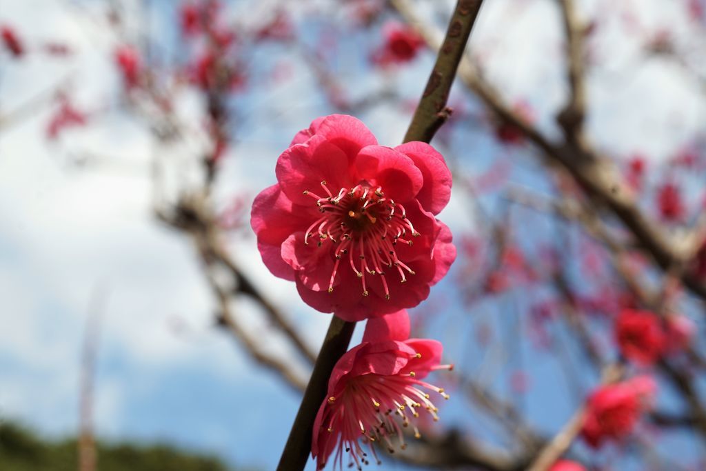 f:id:ohirune-manbou:20190218111449j:plain